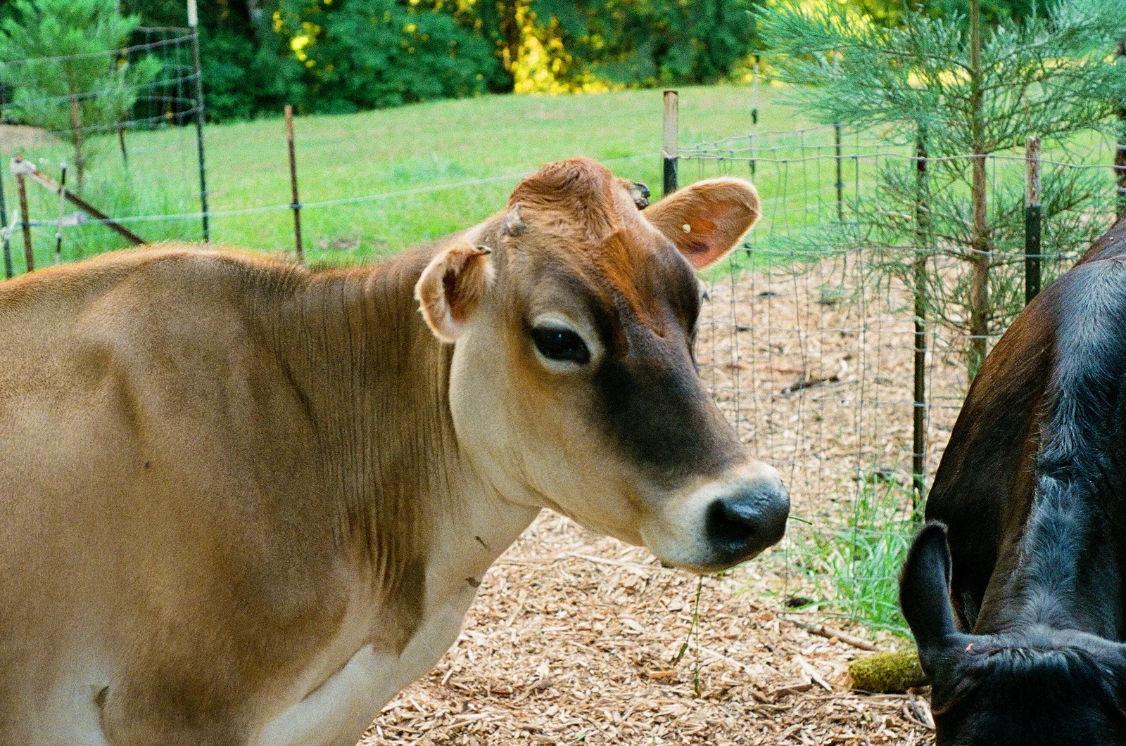 Clatskanie, Oregon - Summer 2023