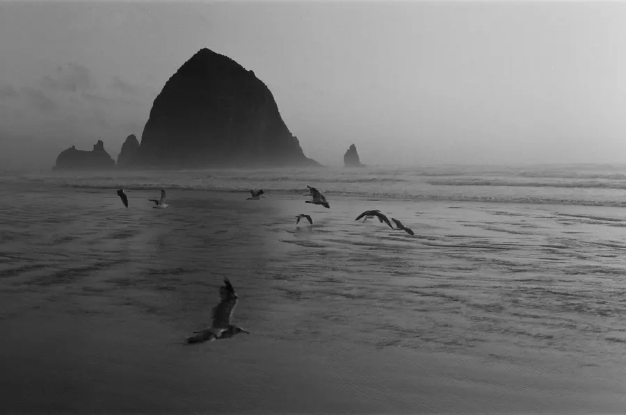 Canon Beach Birds