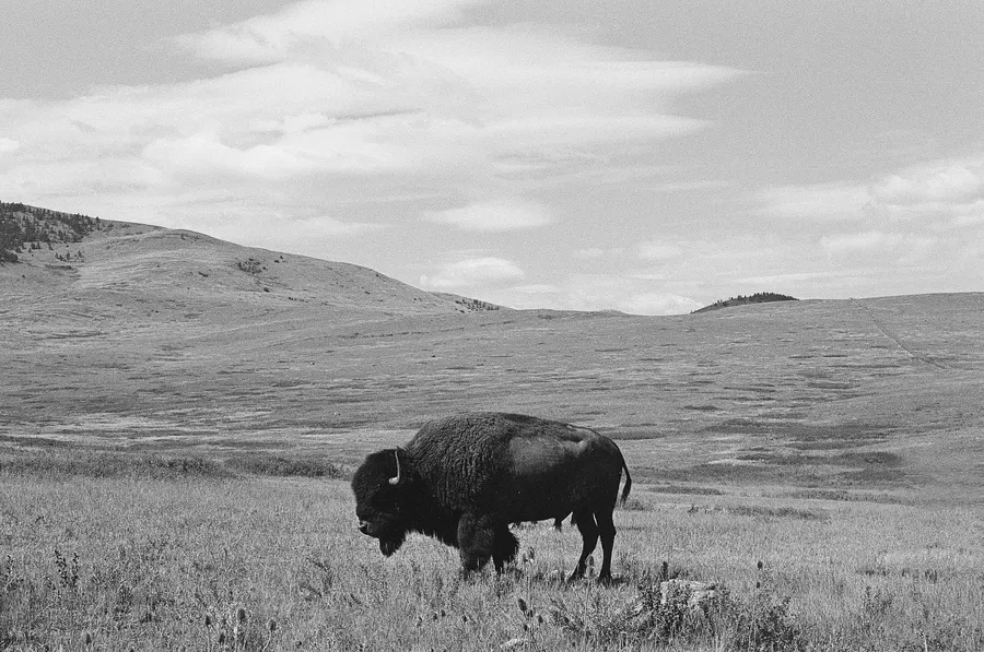 Bison in open plain