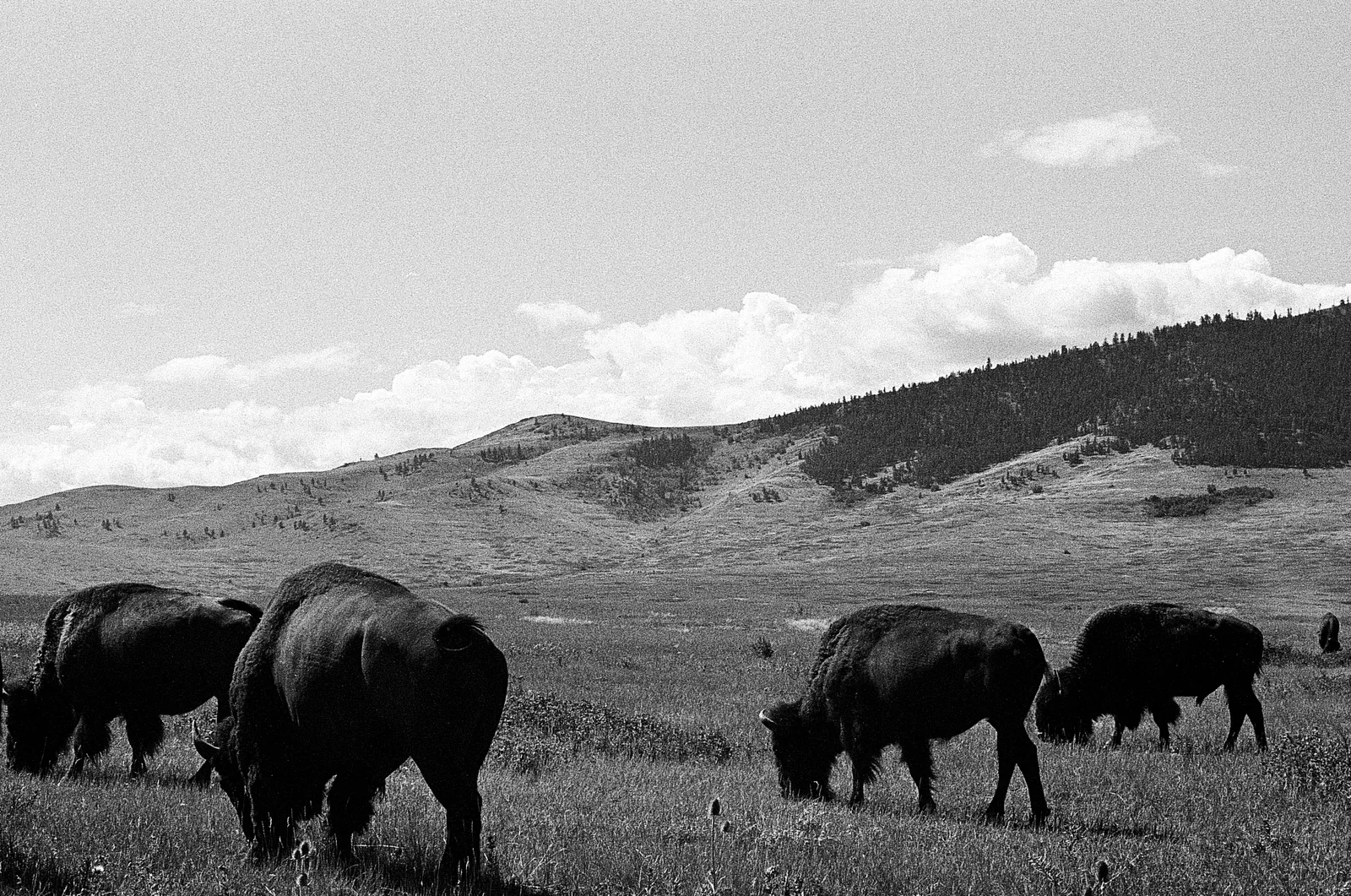 Northwest Montana - Summer 2025