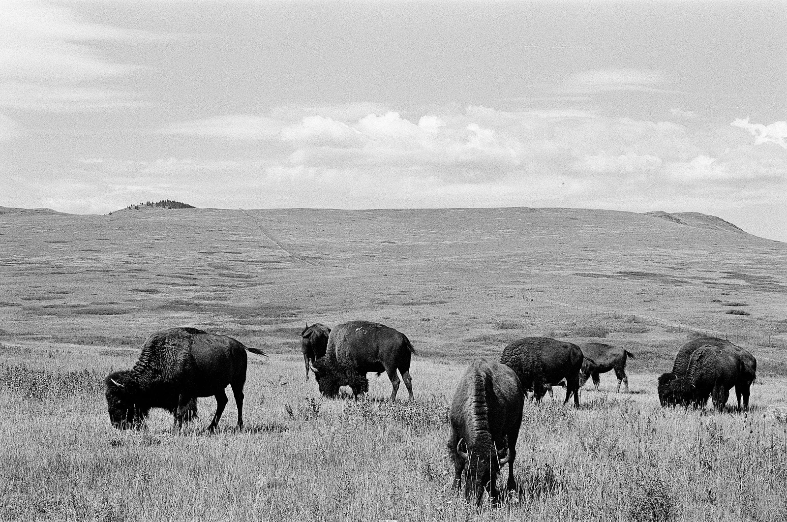 Northwest Montana - Summer 2025