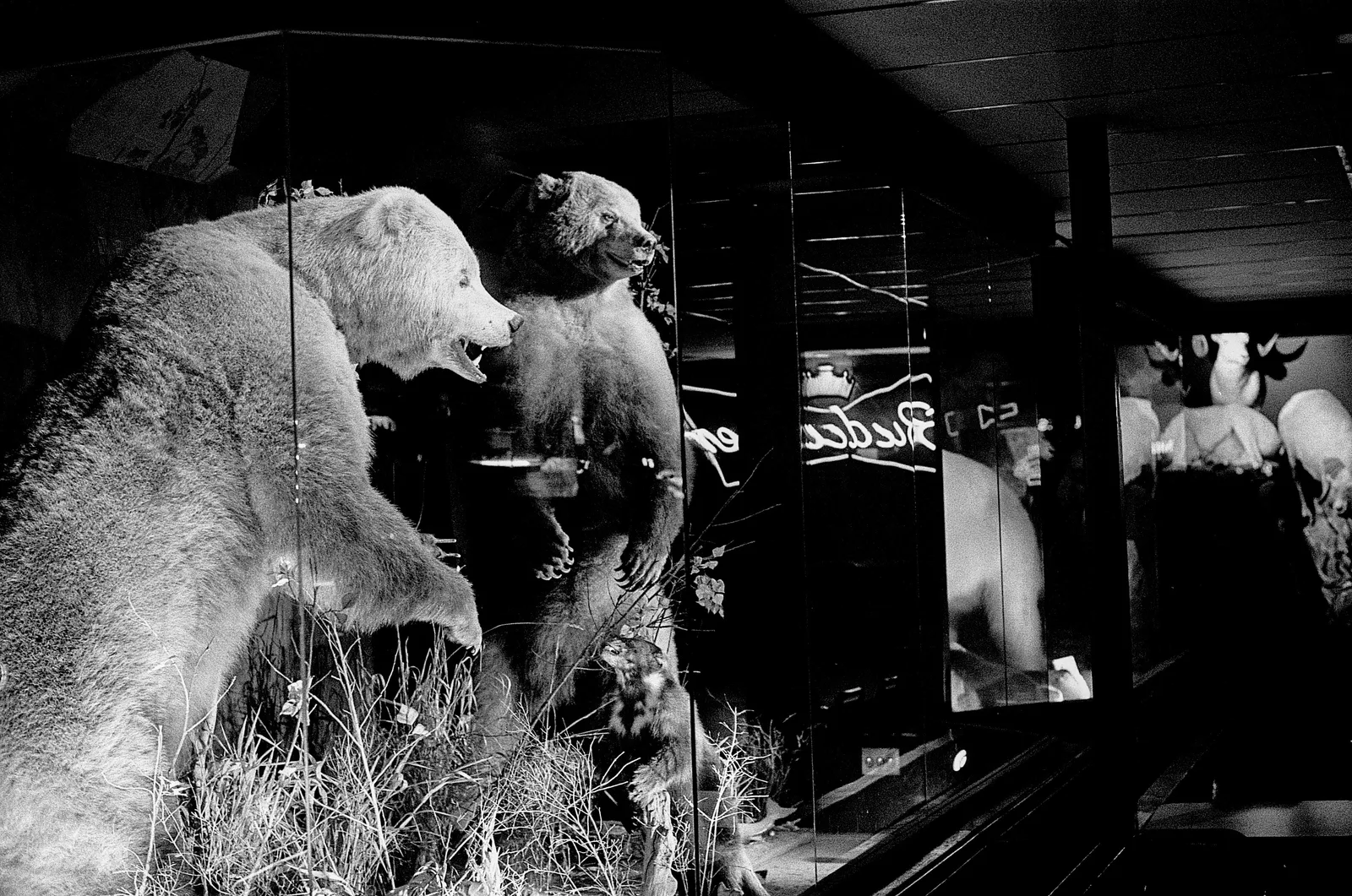 Northwest Montana - Summer 2025