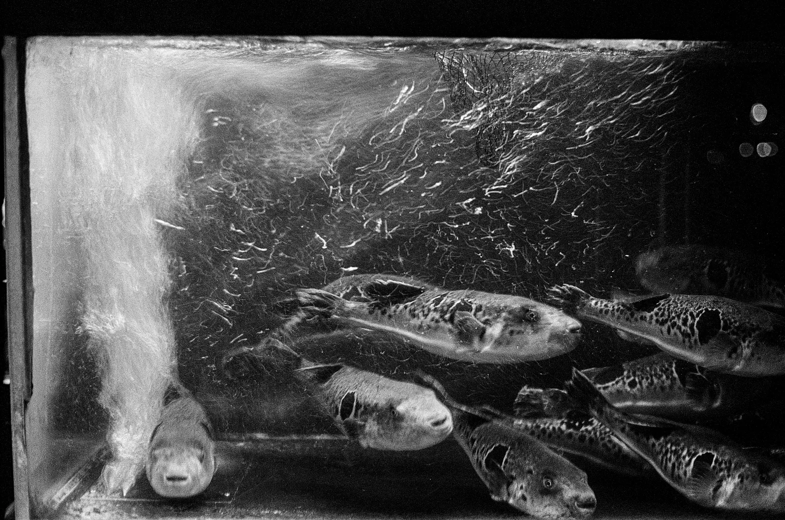 Kyoto, Japan - Autumn 2025