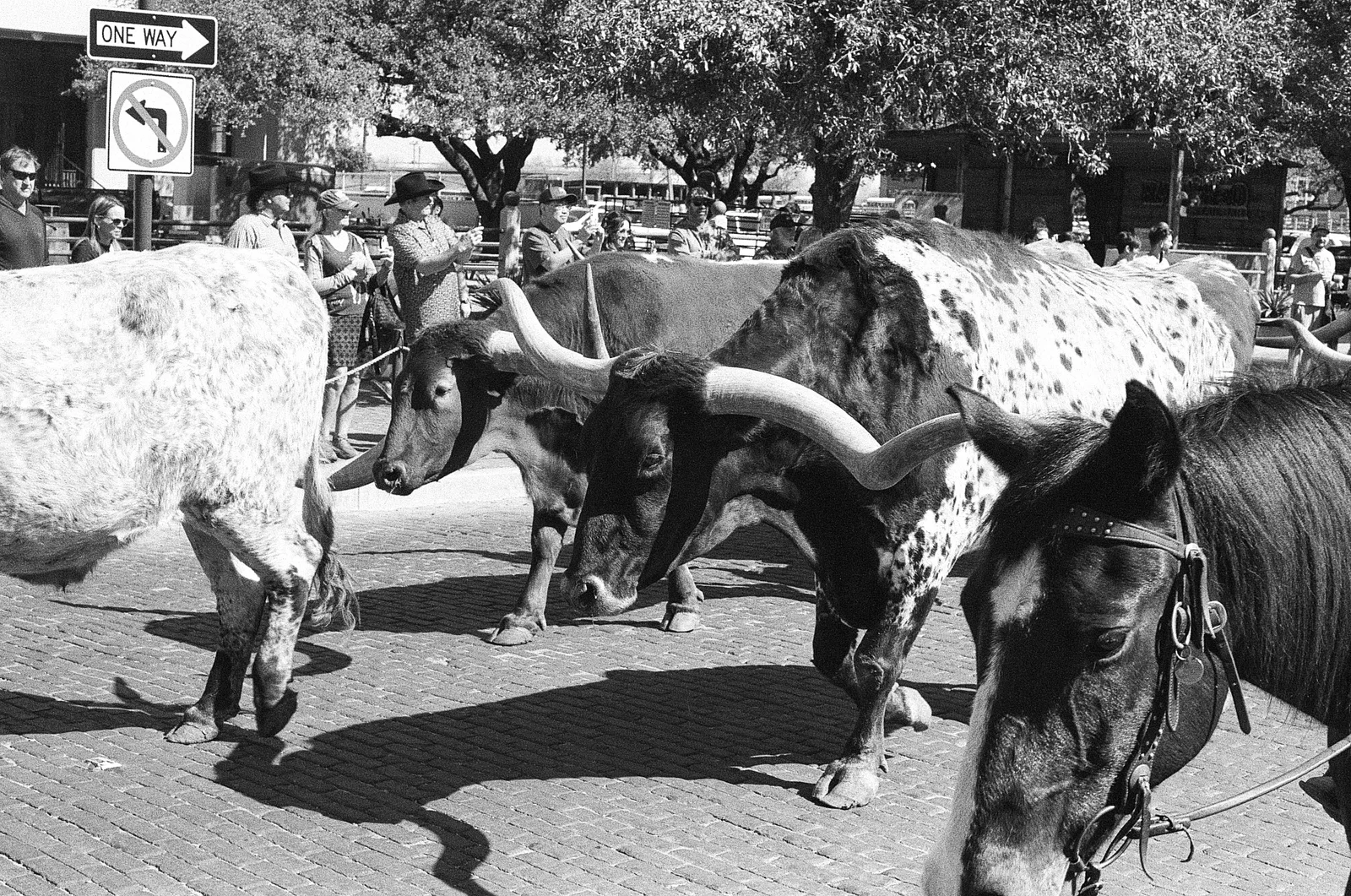 Fort Worth, Texas - Winter 2025